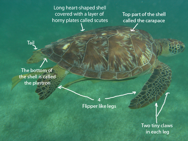 A little bit of anatomy of a sea turtle