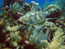 We love the Turtles