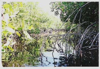 mangroove bp